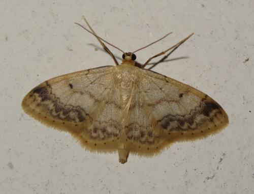Réf. 187 315 : Idaea biselata